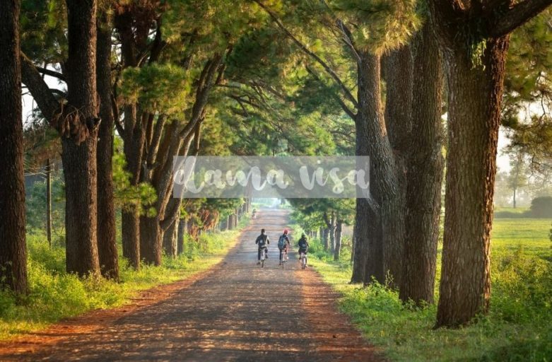 dama visa trees and kids on bike