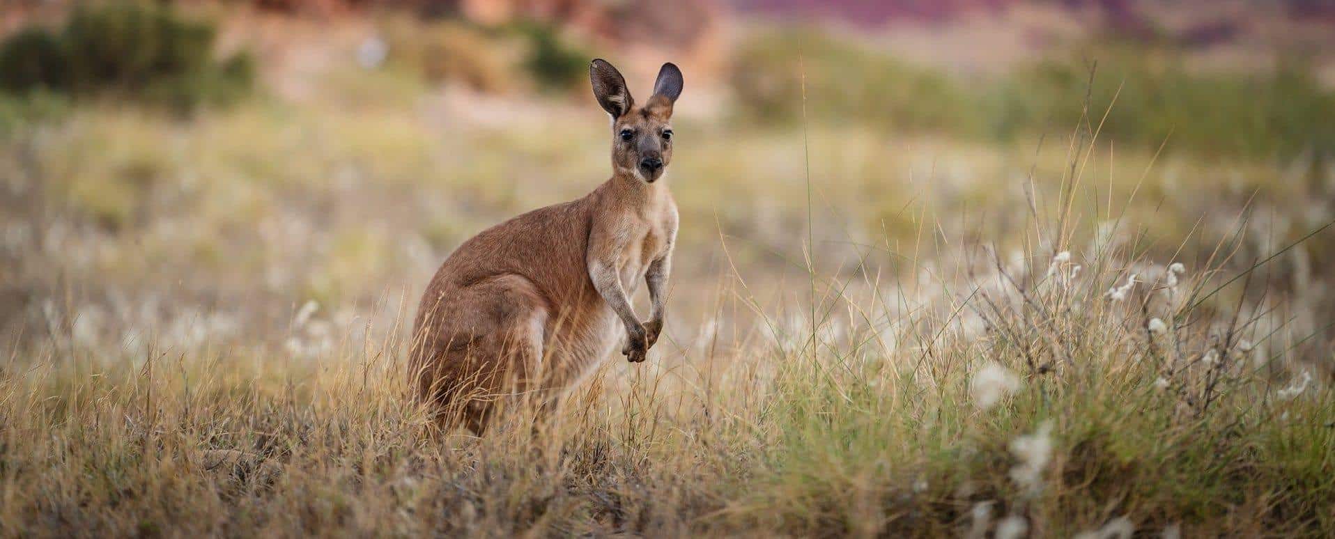 nowak-migration-kangaroo-in-the-grass